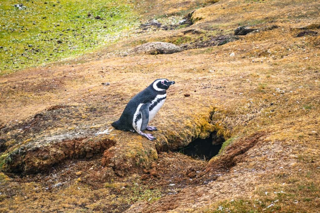 Pingwiny białobrewe i słonie morskie – Falklandy z bliska 28 pingwiny Magellana.3