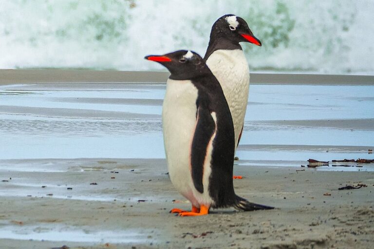 Pingwiny białobrewe. Falklandy