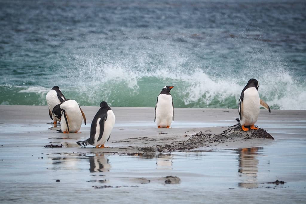 Pingwiny białobrewe i słonie morskie – Falklandy z bliska 14 pingwiny biaobrewe