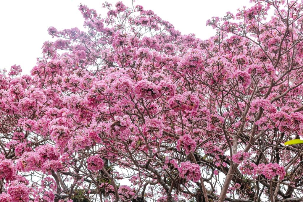 Ruta de las Flores. Szlakiem kwiatów w Salwadorze 44 Ruta de las Flores Ataco Salwador b