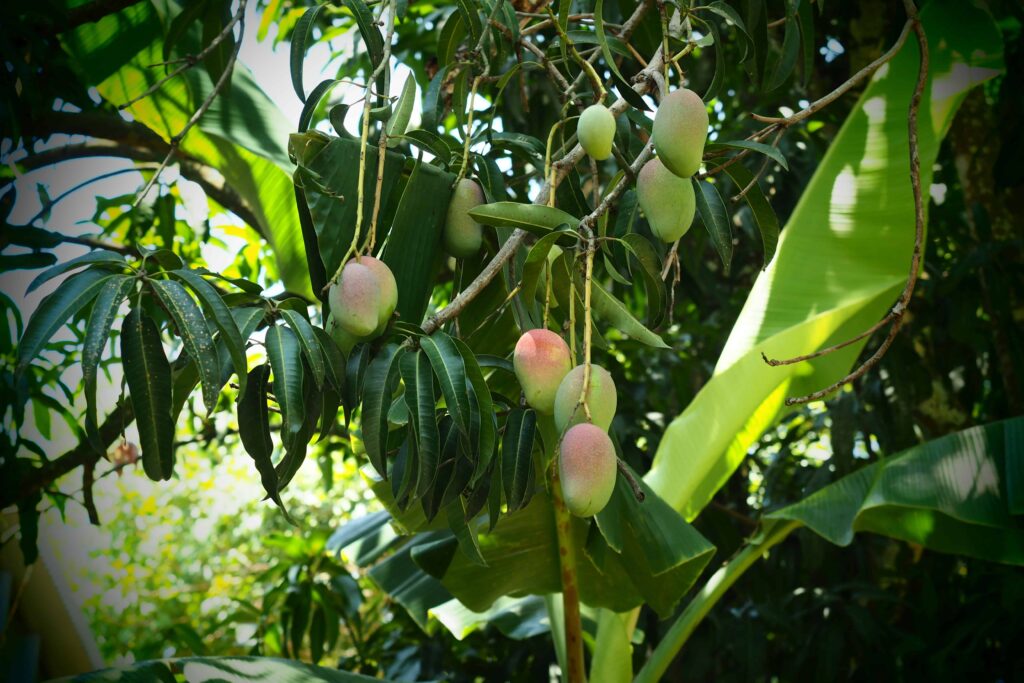 Co zobaczyć w Salwadorze? Przewodnik po najciekawszych miejscach 53 Salwador mango