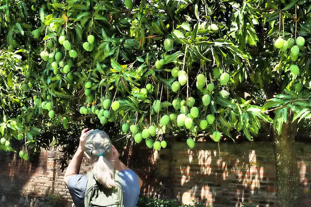 Co zobaczyć w Salwadorze? Przewodnik po najciekawszych miejscach 20 mango3