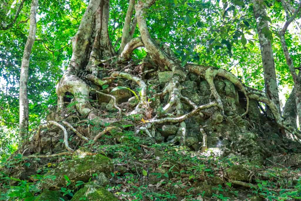 Co zobaczyć w Tikal – przewodnik po świątyniach Majów 25 Tikal dzungla g