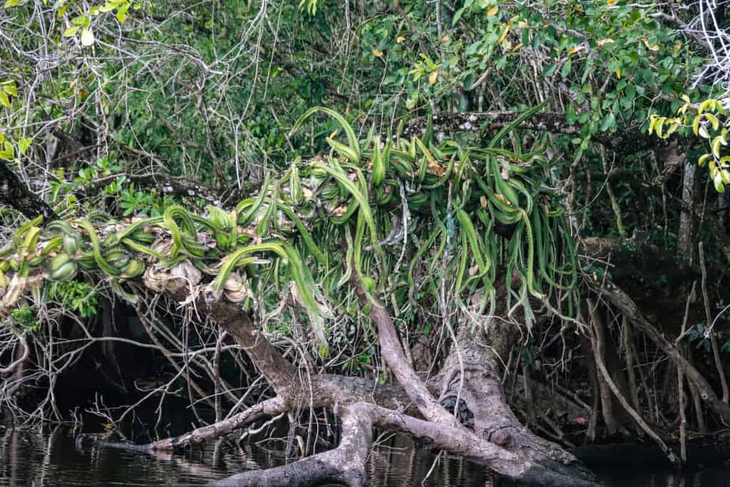 Lamanai. Ruiny miasta Majów w Belize 4 Lamanai New River 4
