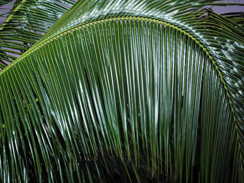 Lamanai. Ruiny miasta Majów w Belize 35 Lamanai belize