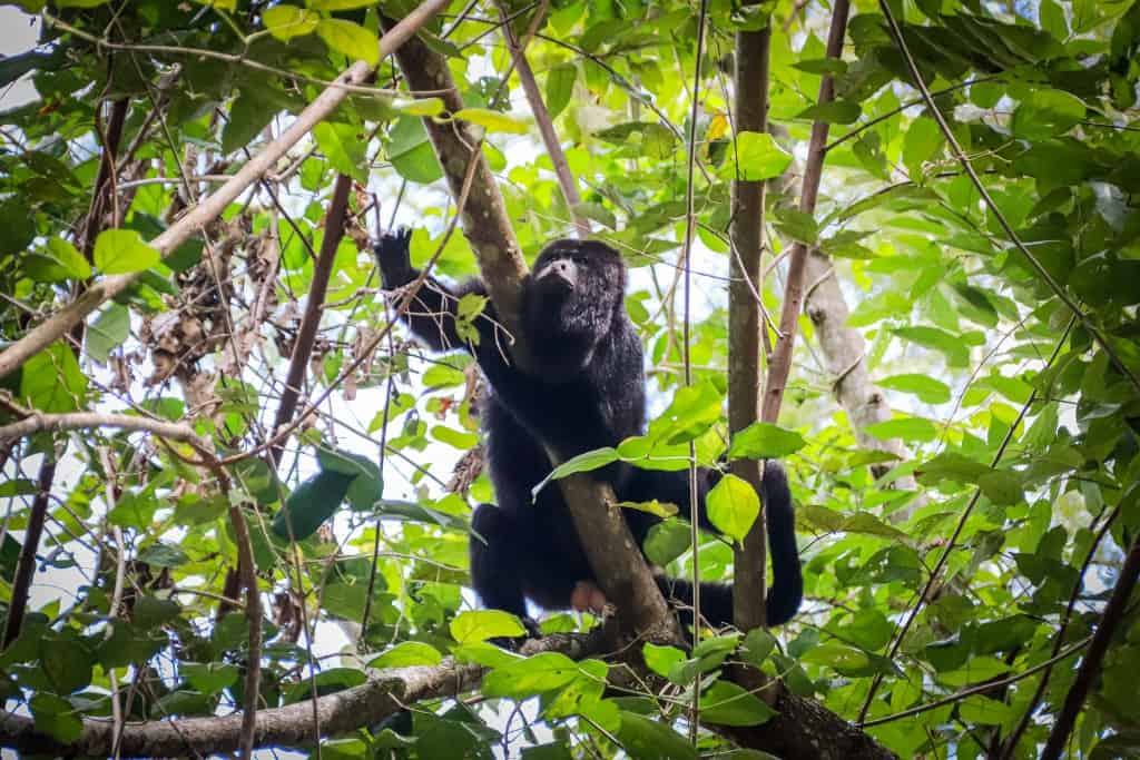 Lamanai. Ruiny miasta Majów w Belize 36 Lamanai malpa wyjec 1