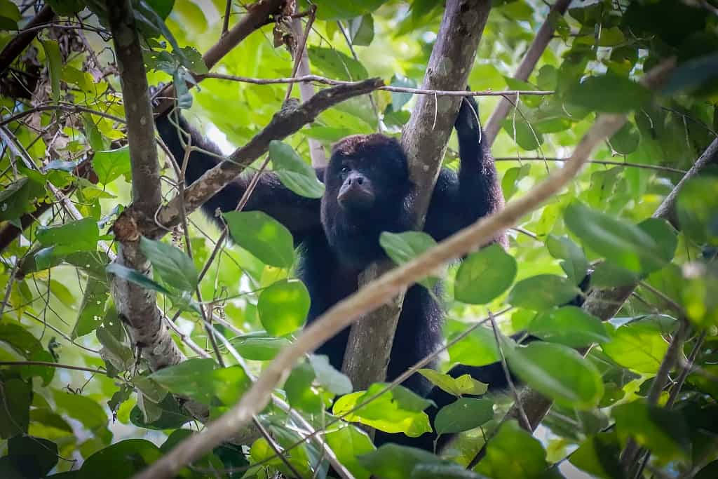 Lamanai. Ruiny miasta Majów w Belize 37 Lamanai malpa wyjec 4