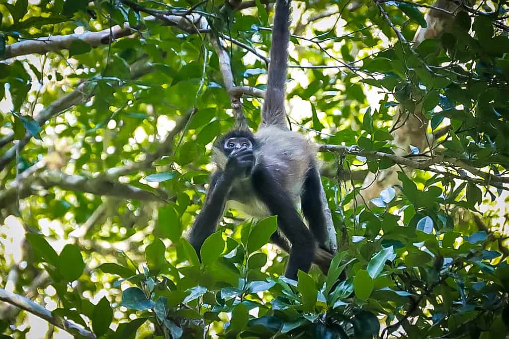 Co zobaczyć w Tikal – przewodnik po świątyniach Majów 33 Tikal starozytne miasto Majow malpa