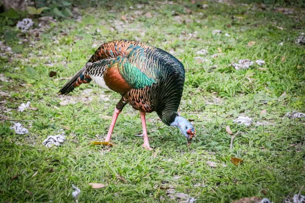 Co zobaczyć w Tikal – przewodnik po świątyniach Majów 24 Tikal starozytne miasto Majowdziki indyk