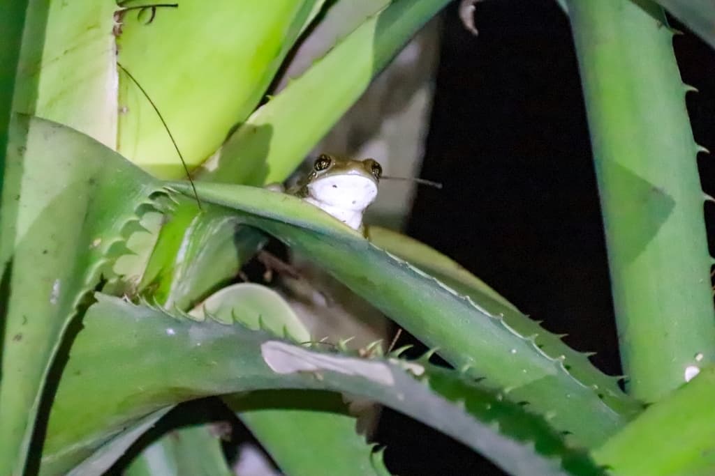 Lamanai. Ruiny miasta Majów w Belize 45 lamanai nadrzewna zabka
