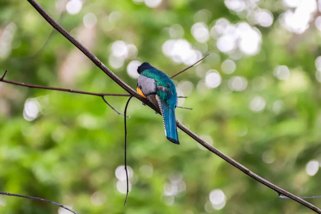 Lamanai. Ruiny miasta Majów w Belize 24 lamanai ptaki.1