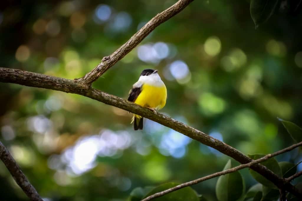 Lamanai. Ruiny miasta Majów w Belize 7 lamanai ptaki.2