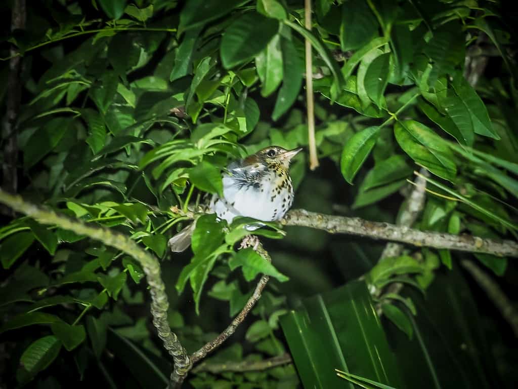 Lamanai. Ruiny miasta Majów w Belize 43 lamanai ptaszki