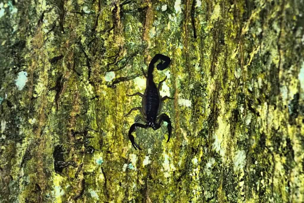 Lamanai. Ruiny miasta Majów w Belize 42 lamanai skorpion