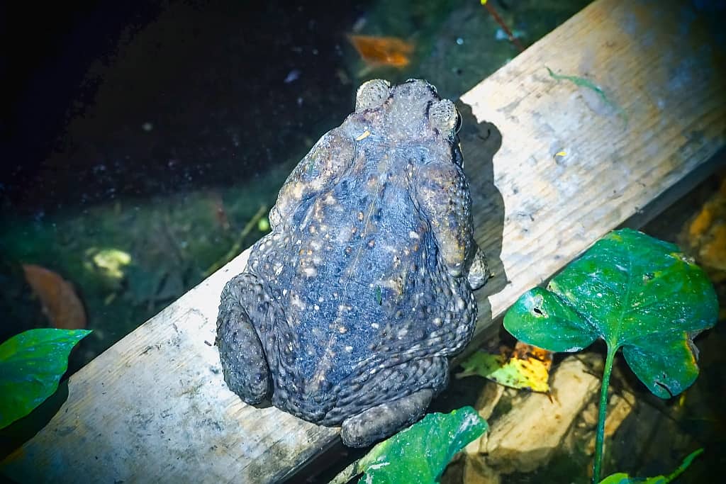 Lamanai. Ruiny miasta Majów w Belize 47 lamanai wielka ropucha