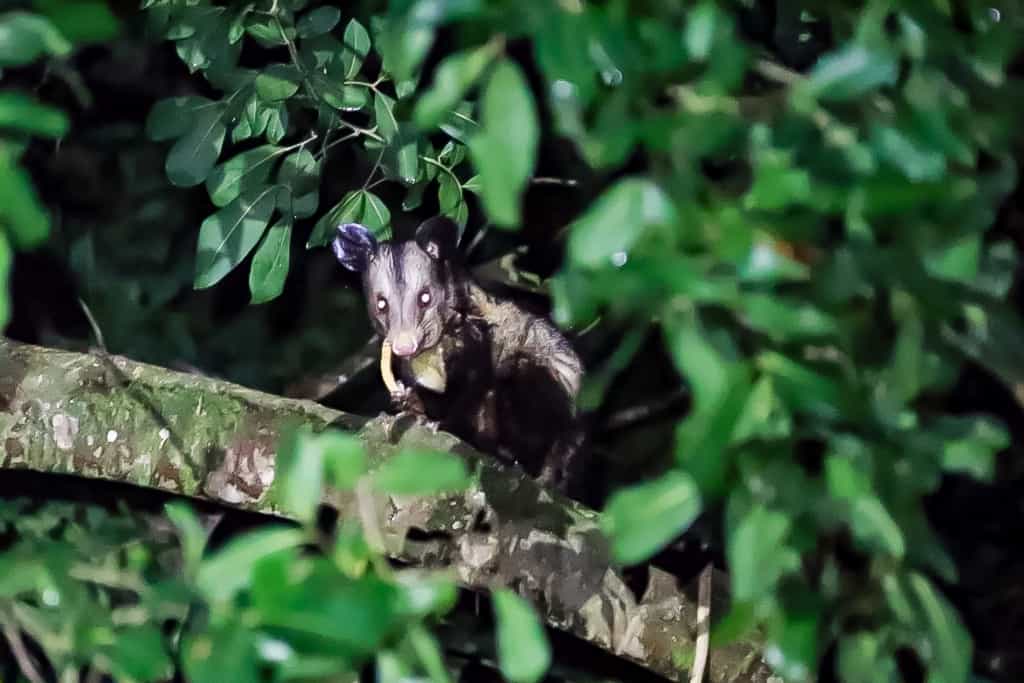 Lamanai. Ruiny miasta Majów w Belize 48 lamanai zwierze
