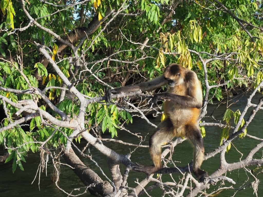 Granada jeziora Nikaragua malpy 1