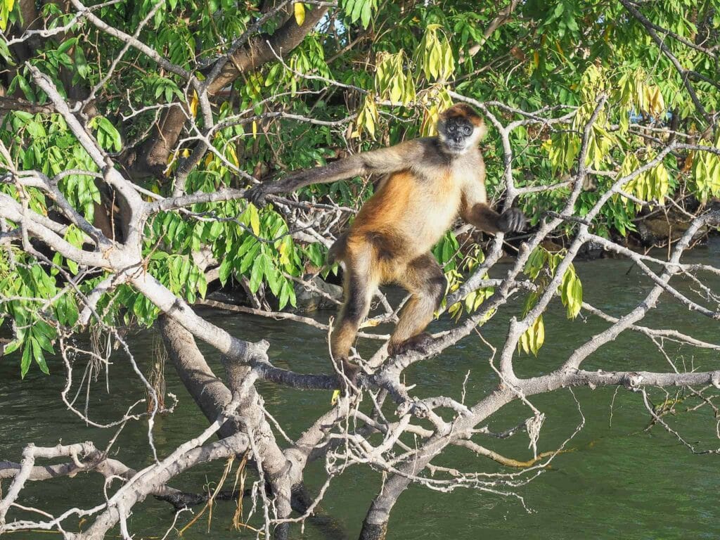 Granada jeziora Nikaragua malpy