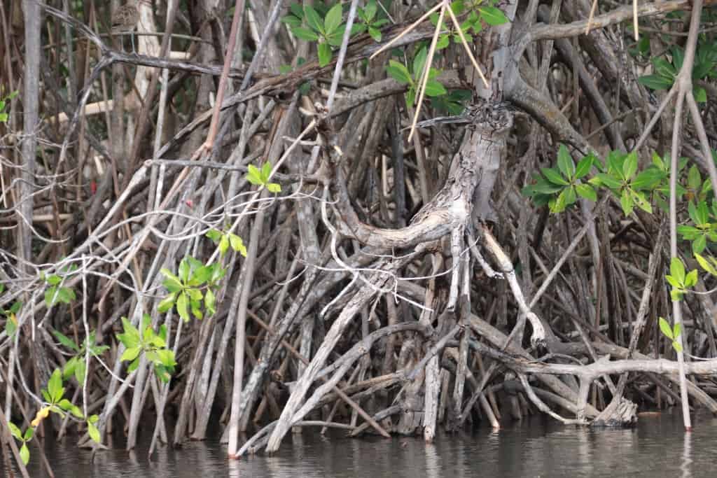 Las Penitas namorzyny