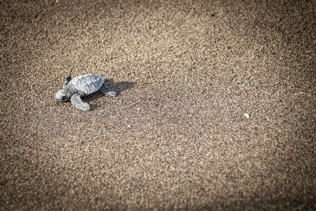 Las Penitas uwalnianie zolwi 2