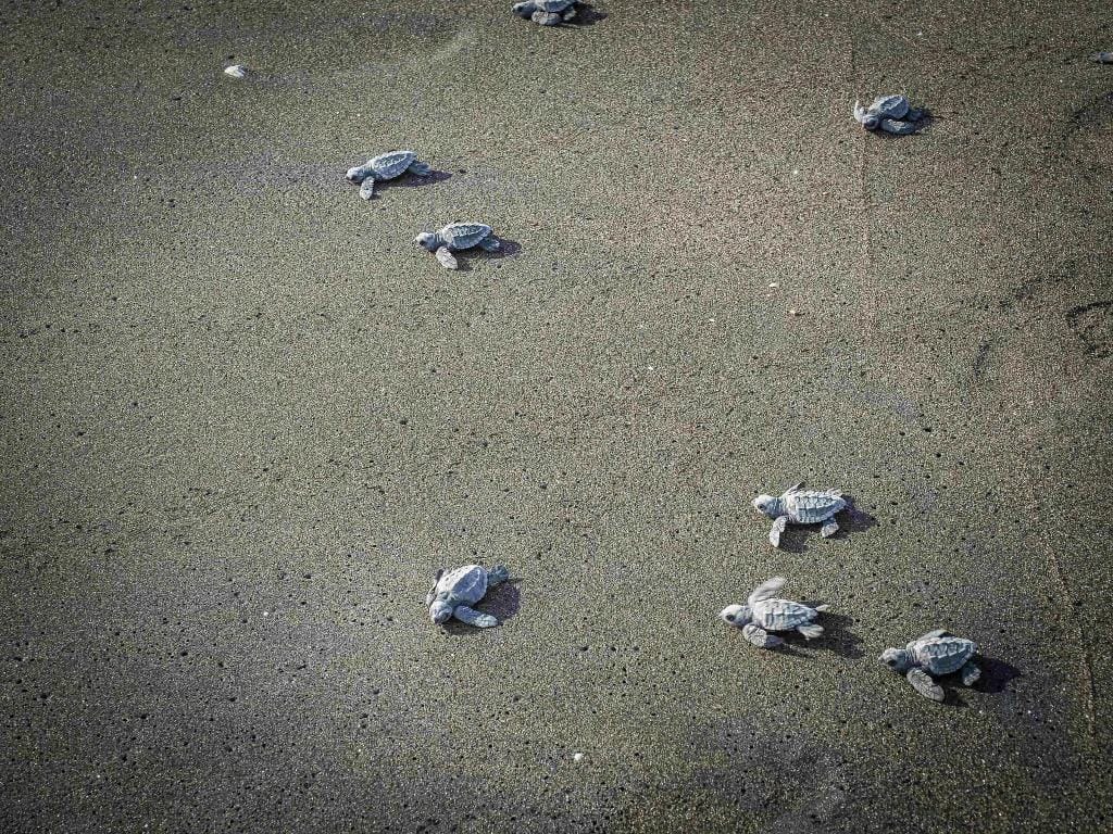 Las Penitas uwalnianie zolwi 4