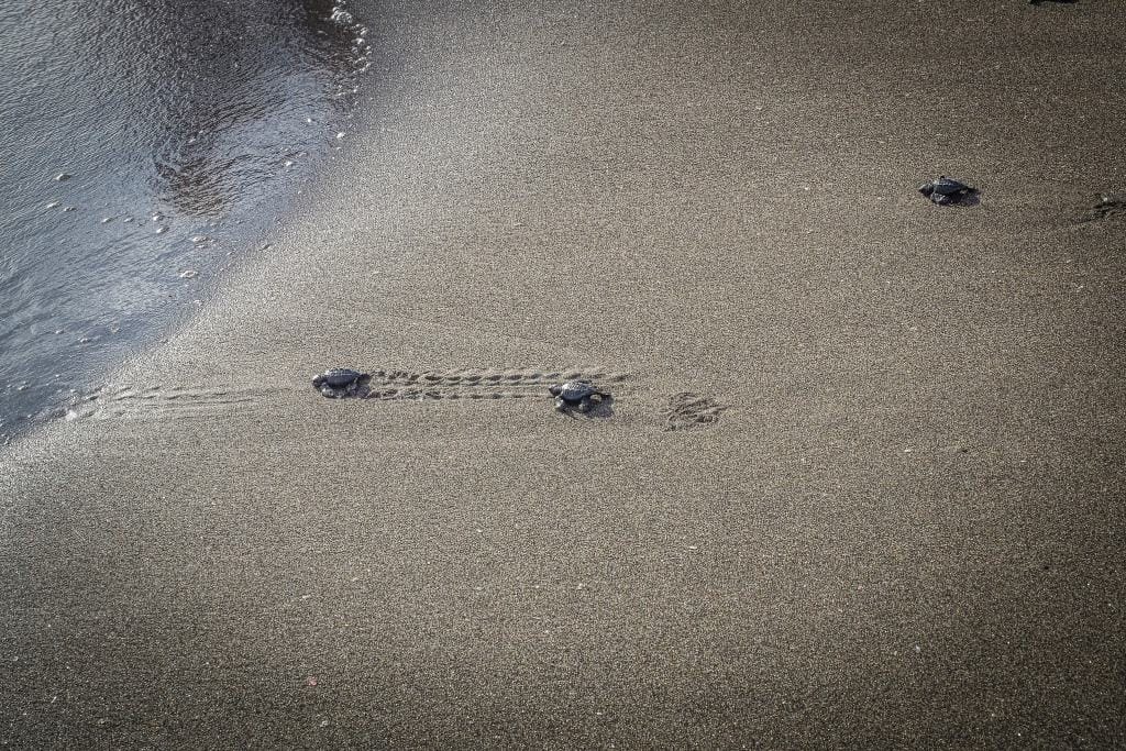 Las Penitas uwalnianie zolwi 7