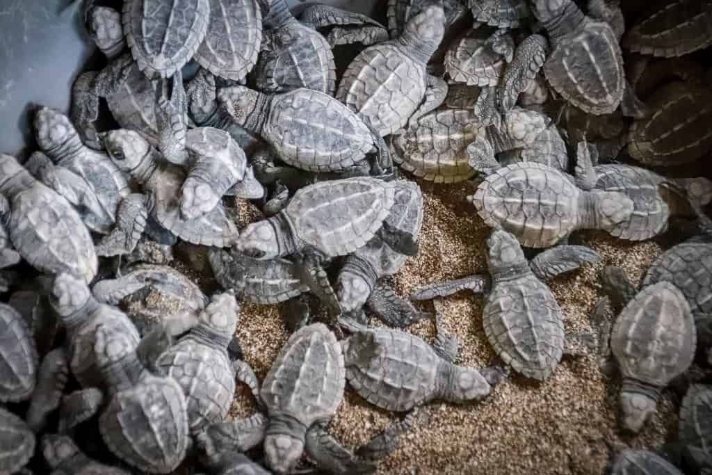 Las Penitas uwalnianie zolwi