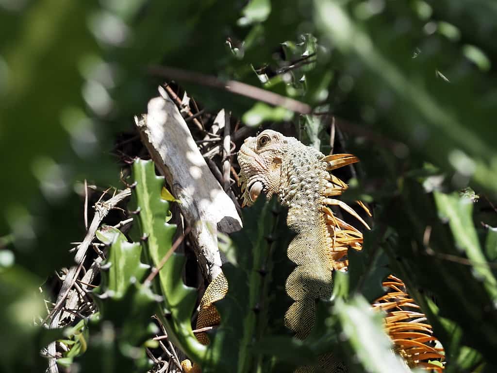 Sint Maarten iguana