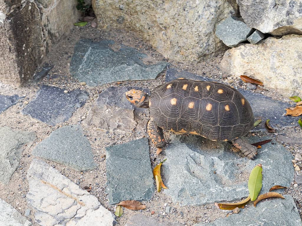 St. Barths Gustavia 9