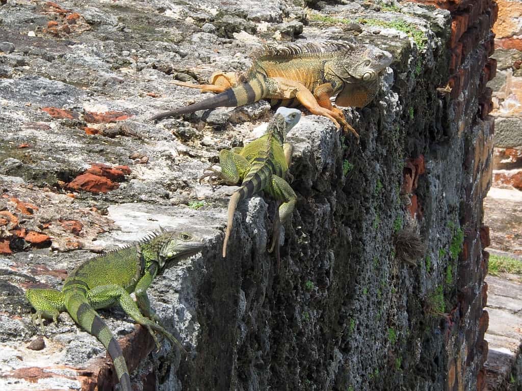 Portoryko iguany