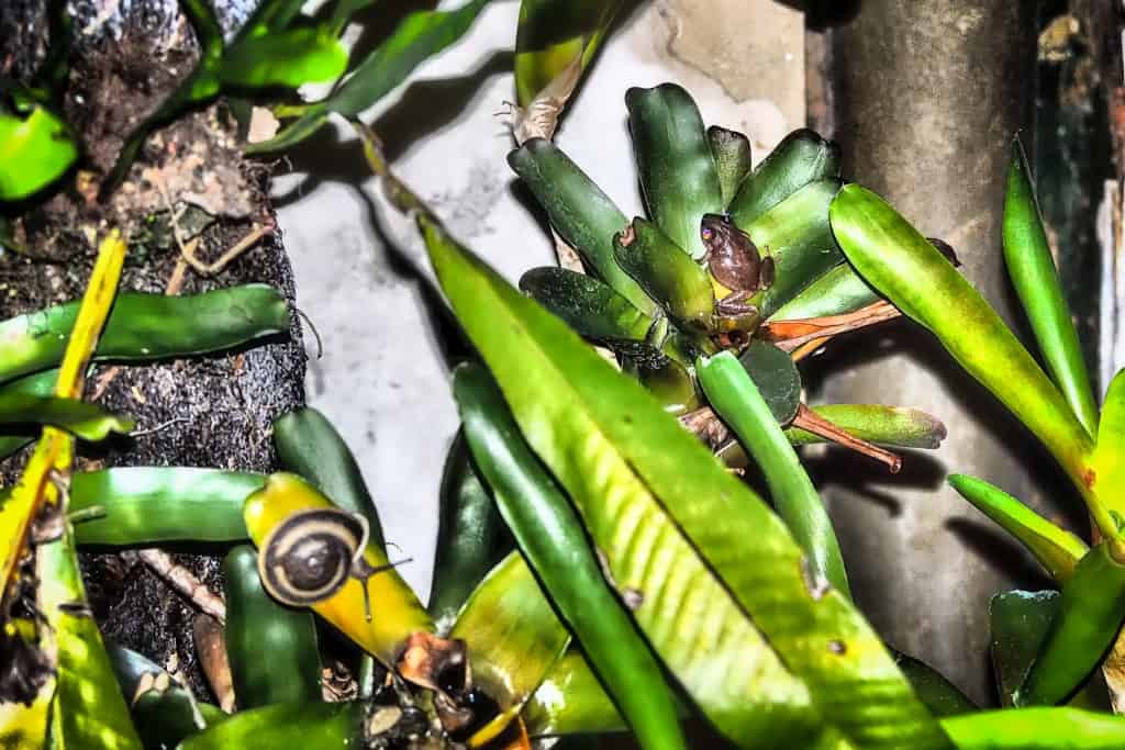 Portoryko zaba drzewna coqui 3