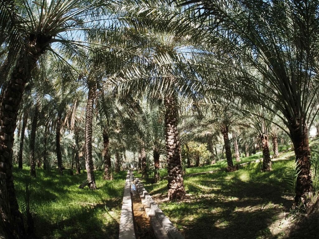 Harat Al Siybani falaz 1