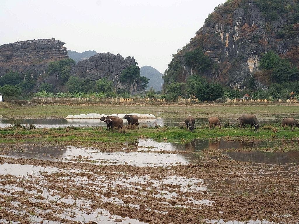 Ninh Binh bawoly rzeczne