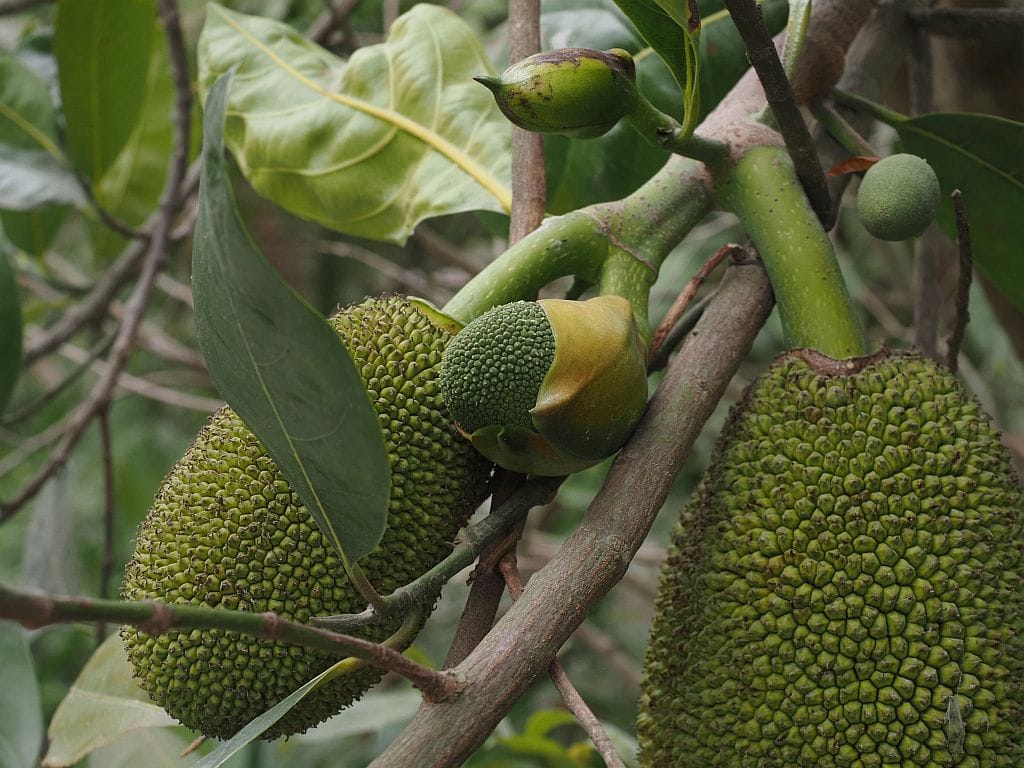 ninh binh jackfruit