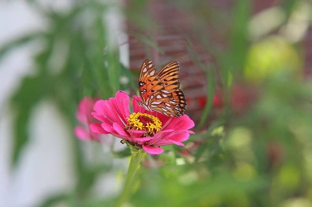 Przewodnik po Georgii aaa