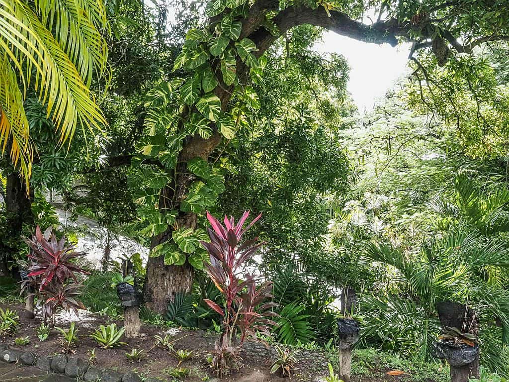 Rejs po Karaibach - 5 wysp w 10 dni 78 Rejs po karaibach St Kitts Romney Manor – dawna rezydencja z ogrodami i pracownia batiku 2