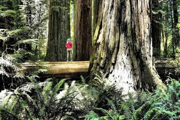 Sekwoje w Jedediah Smith Redwoods State Park