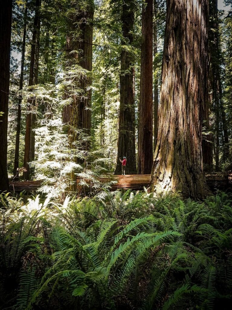 Jedediah Smith Redwoods State Park Stout Grove Trail spacer po pniach