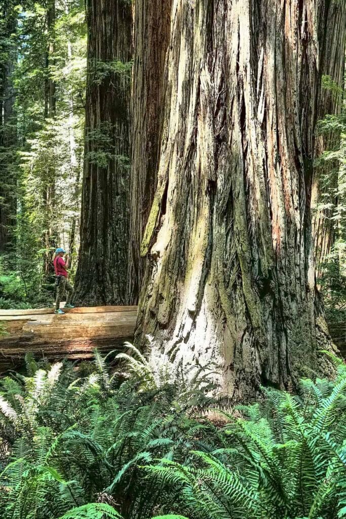 Jedediah Smith Redwoods State Park Stout Grove Trail zwalone drzewo
