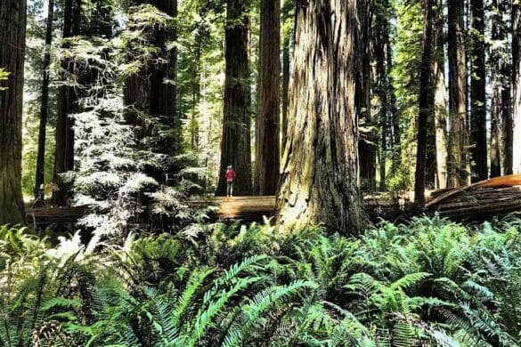 Sekwoje w Jedediah Smith Redwoods State Park