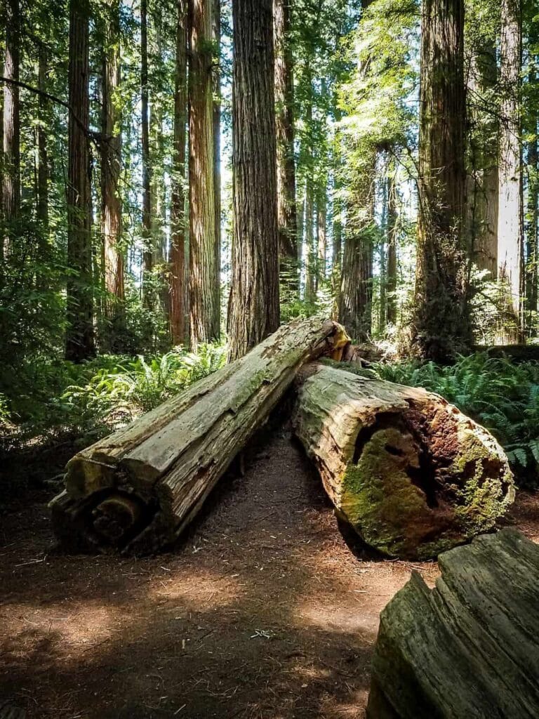 Jedediah Smith Redwoods State Park pnie