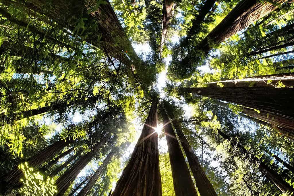 Jedediah Smith Redwoods State Park swiatlo w koronach drzew a