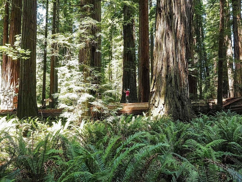 Jedediah Smith Redwoods State Park swiatlo w koronach drzew