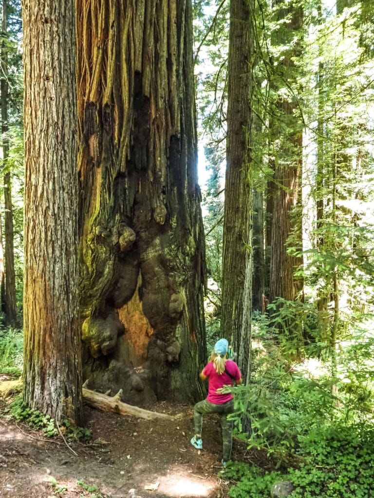 Sekwoje w Jedediah Smith Redwoods State Park 1
