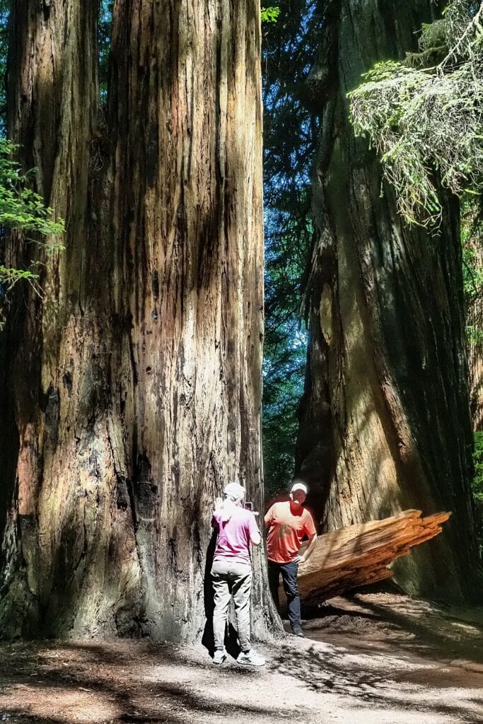 Sekwoje w Jedediah Smith Redwoods State Park 2