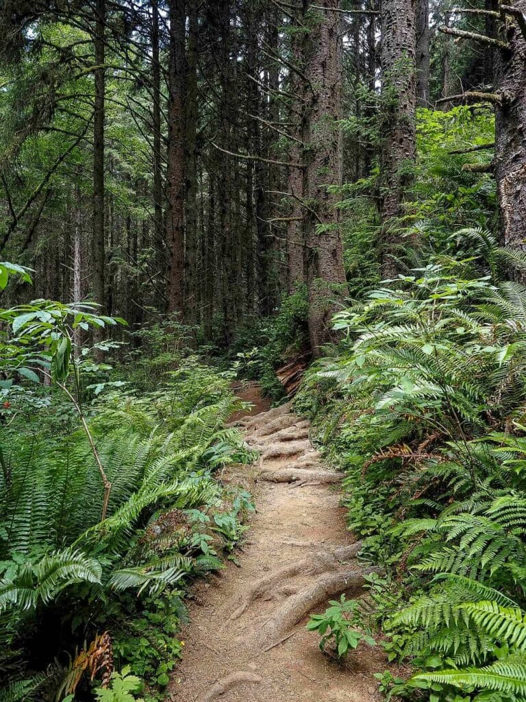 Wybrzeże Oregonu – najpiękniejsze klify i plaże 31 Wybrzeze Oregonu Ecola Sitka spruce