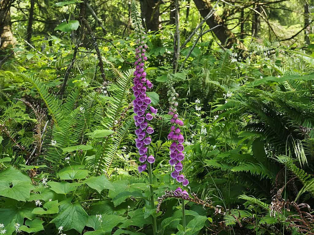 Wybrzeże Oregonu – najpiękniejsze klify i plaże 14 Wybrzeze Oregonu Ecola State Park naparstnica 1 1