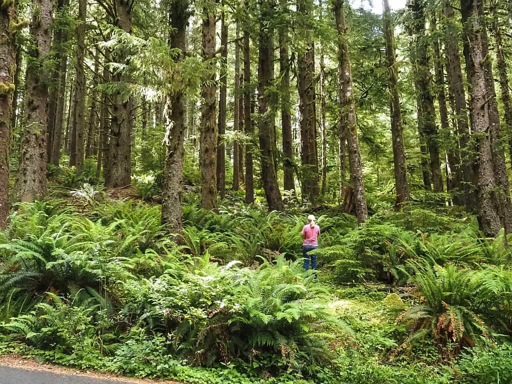 Wybrzeże Oregonu – najpiękniejsze klify i plaże 11 Wybrzeze Oregonu Ecola State Park –mglisty las Sitka spruce 1