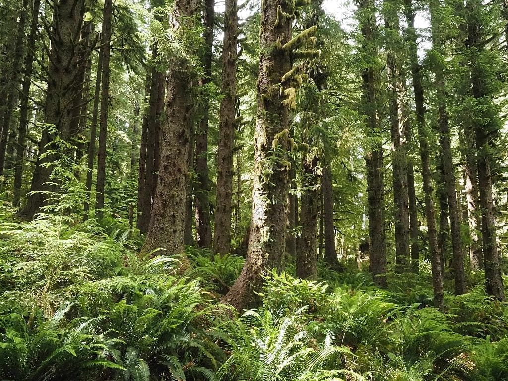 Wybrzeże Oregonu – najpiękniejsze klify i plaże 10 Wybrzeze Oregonu Ecola State Park –mglisty las sosna Sitka 1