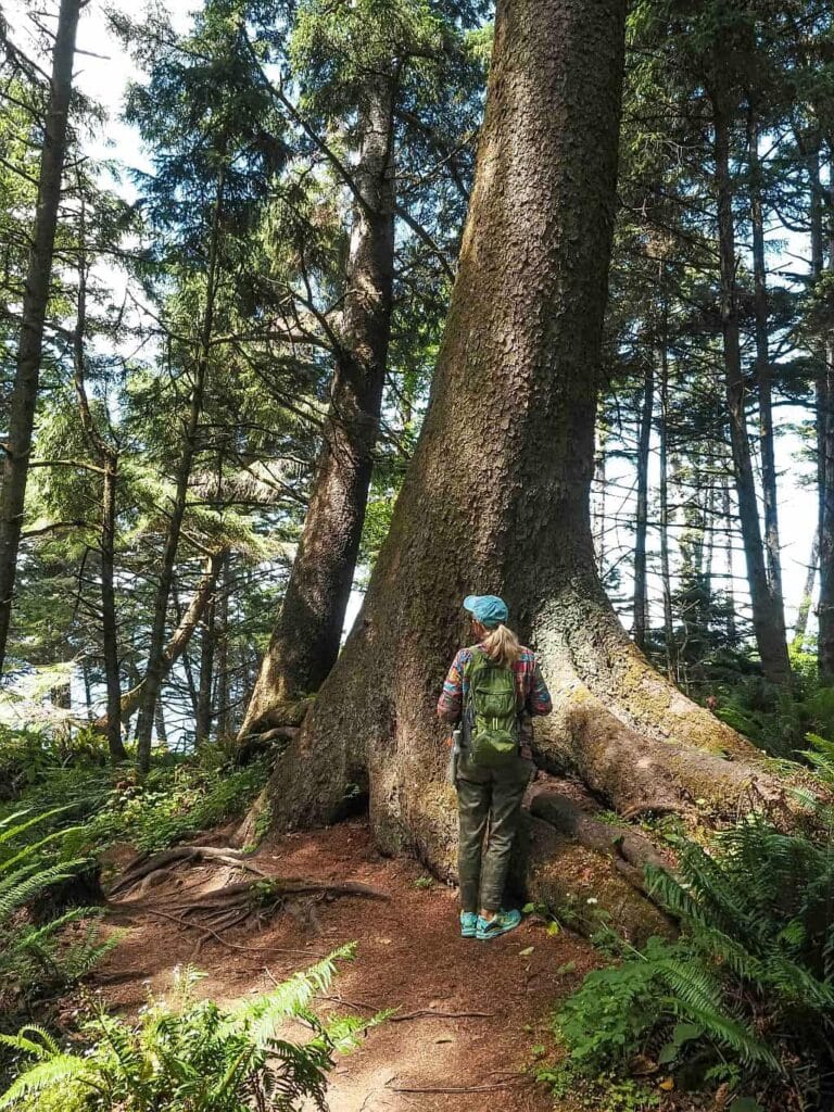Wybrzeże Oregonu – najpiękniejsze klify i plaże 30 Wybrzeze Oregonu mglisty las Sitka spruce